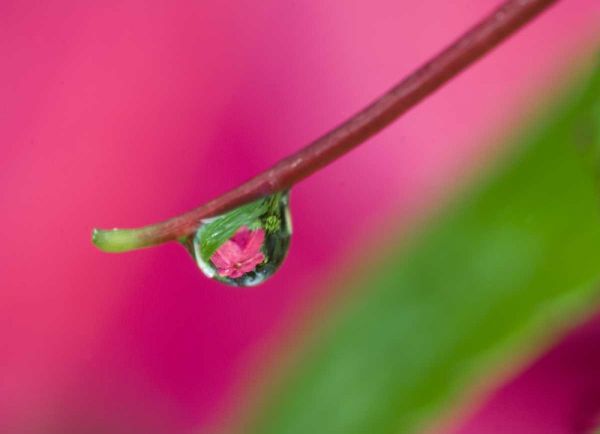 OR, Water droplet on New Guinea impatiens